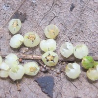 Donella lanceolata (Blume) Aubrév.